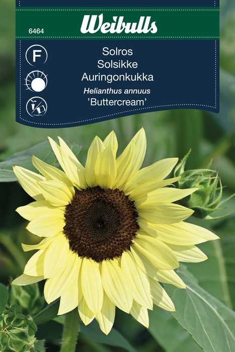 Solsikke 'Buttercream'